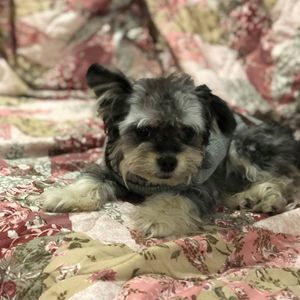 Meet your Posher, Cooper